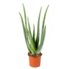 Aloë Vera – Vetplant & Succulent - ⌀12 Cm - ↕35-40 Cm