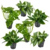 6x Botanische Kamerplanten Mix – ⌀12 Cm - ↕20-25 Cm