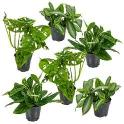 6x Botanische Kamerplanten Mix – ⌀12 Cm - ↕20-25 Cm