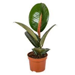 Rubberboom - Ficus 'Robusta' - Pot 12 Cm - ↕35 Cm