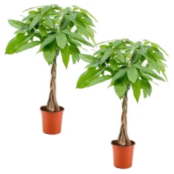 2x Geldboom - Pachira Aquatica- Kamerplant ⌀21 Cm - ↕80-90 Cm