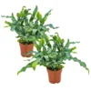 Blauwvaren - Phlebodium 2x - Luchtzuiverende Pot 12 Cm - ↕30 Cm