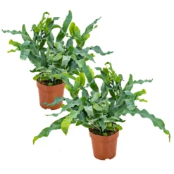 Blauwvaren - Phlebodium 2x - Luchtzuiverende Pot 12 Cm - ↕30 Cm