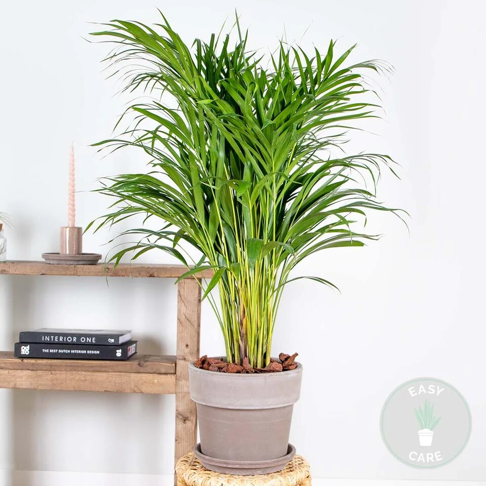 Dypsis Lutescens - Goudpalm - β20 Cm - β90-100 Cm - Afbeelding 2