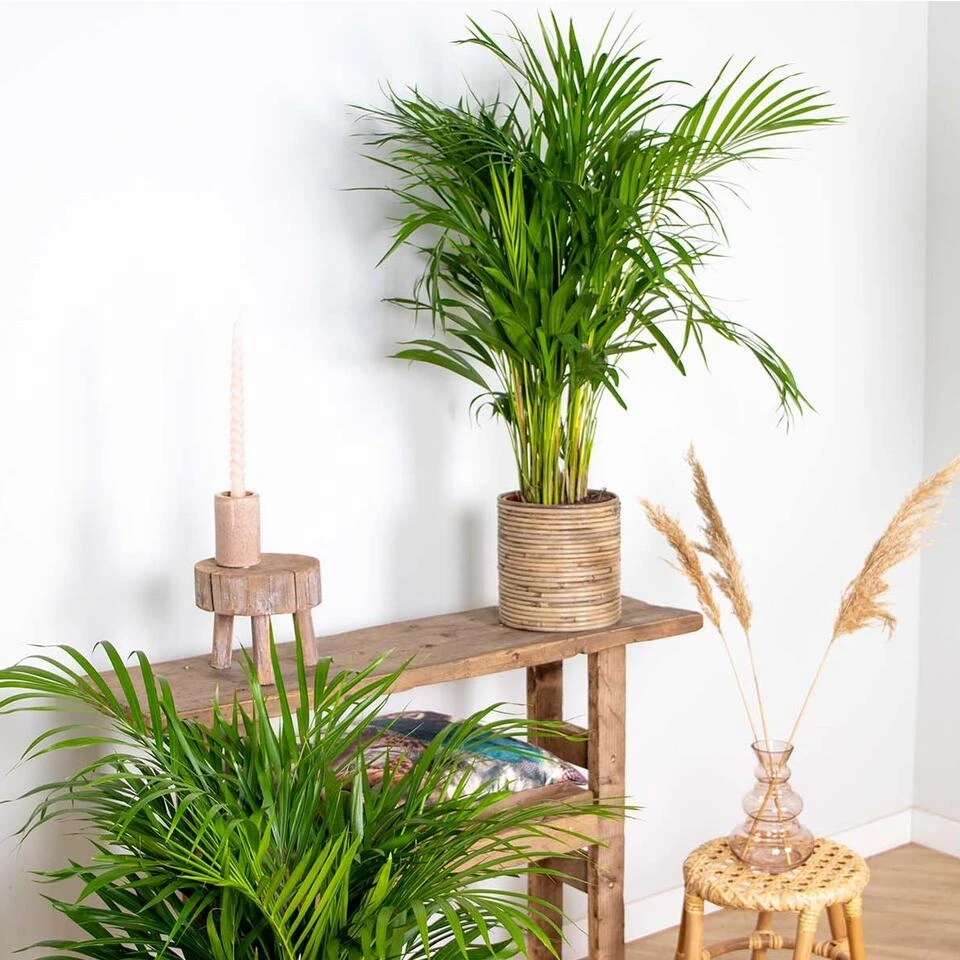 Dypsis Lutescens - Goudpalm - β20 Cm - β90-100 Cm - Afbeelding 4