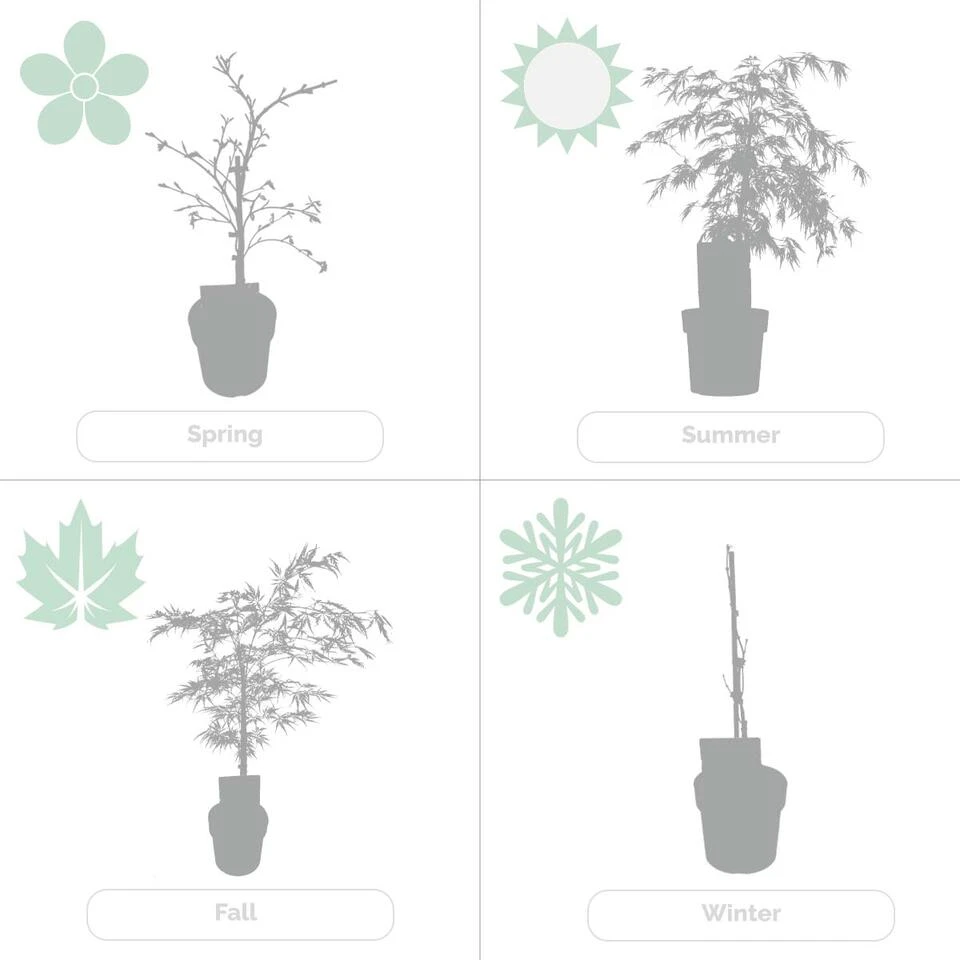 Acer Palmatum 'Dissectum'- Japanse Esdoorn - β19 Cm - β60-70 Cm - Afbeelding 3