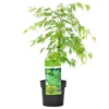 Acer Palmatum 'Dissectum'- Japanse Esdoorn - ⌀19 Cm - ↕60-70 Cm
