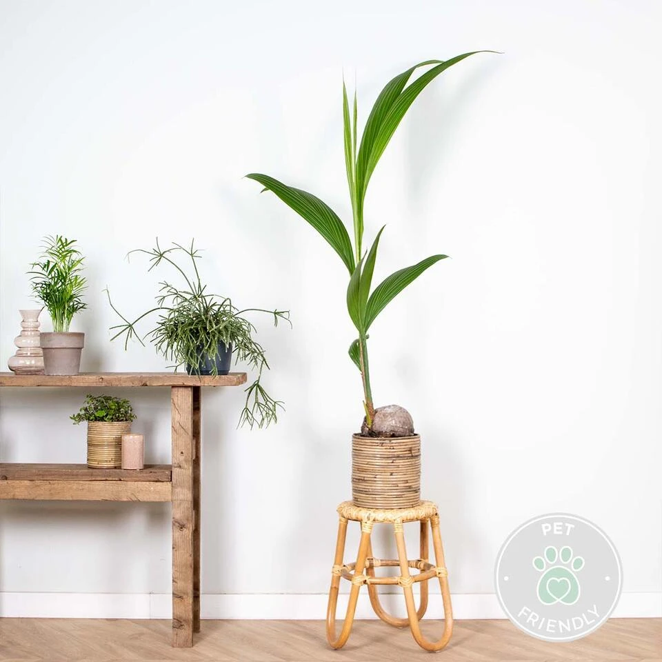 Cocos 'Nucifera' - Kokospalm - β19 Cm - β110-120 Cm - Afbeelding 2