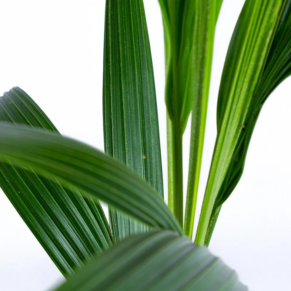 Cocos 'Nucifera' - Kokospalm - β19 Cm - β110-120 Cm - Afbeelding 3