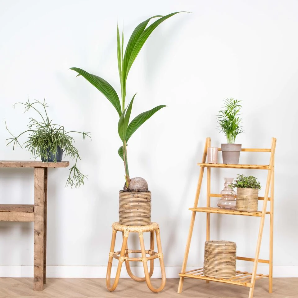 Cocos 'Nucifera' - Kokospalm - β19 Cm - β110-120 Cm - Afbeelding 4