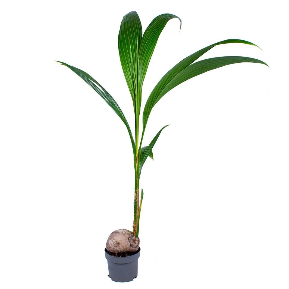 Cocos 'Nucifera' - Kokospalm - β19 Cm - β110-120 Cm