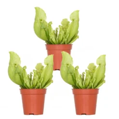 3x Sarracenia 'Juthatip Soper' – Trompetbekerplant – ⌀6 Cm – ↕05-10 Cm