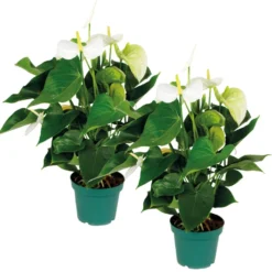 2x Anthurium 'Aristo' Wit – Flamingoplant - ⌀14 Cm - ↕45-55 Cm
