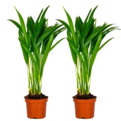 2x Dypsis Lutescens - Goudpalm - ⌀10,5 Cm - ↕25-30 Cm