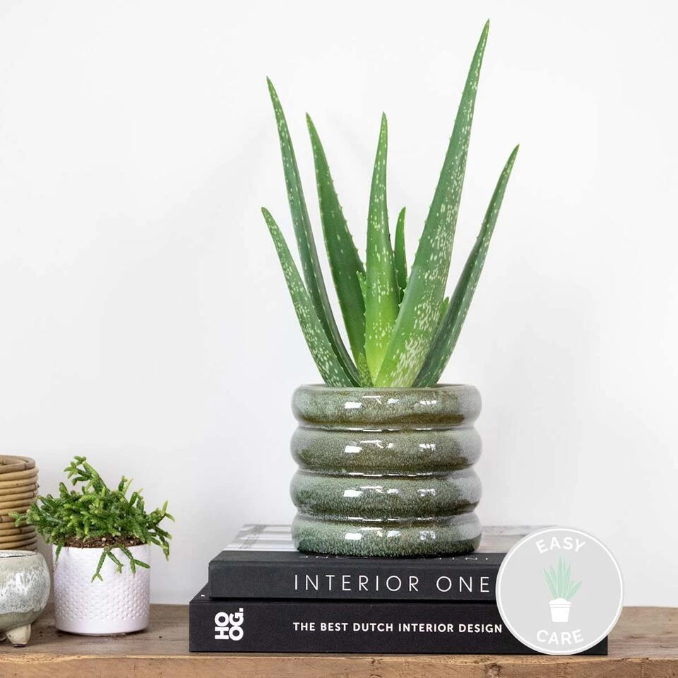 Aloë Vera – Vetplant & Succulent - ⌀10,5 Cm - ↕30-35 Cm - Afbeelding 2