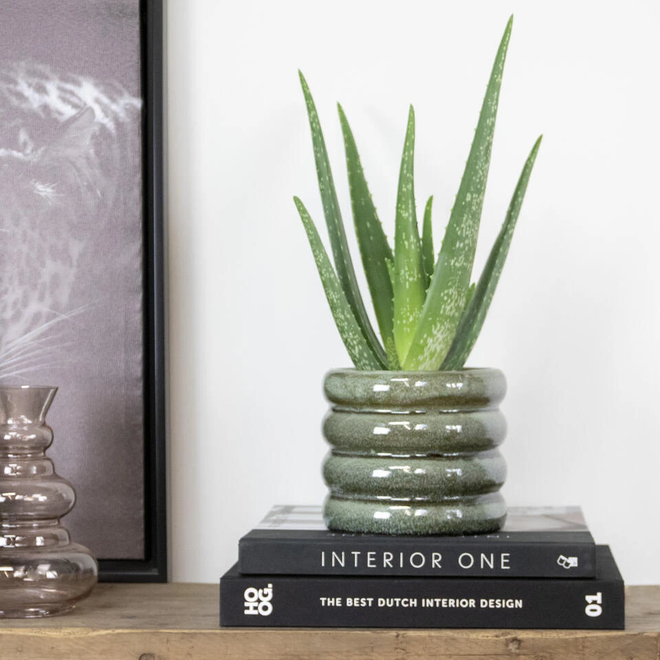 Aloë Vera – Vetplant & Succulent - ⌀10,5 Cm - ↕30-35 Cm - Afbeelding 4