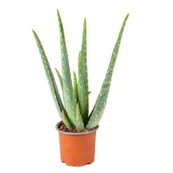Aloë Vera – Vetplant & Succulent - ⌀10,5 Cm - ↕30-35 Cm