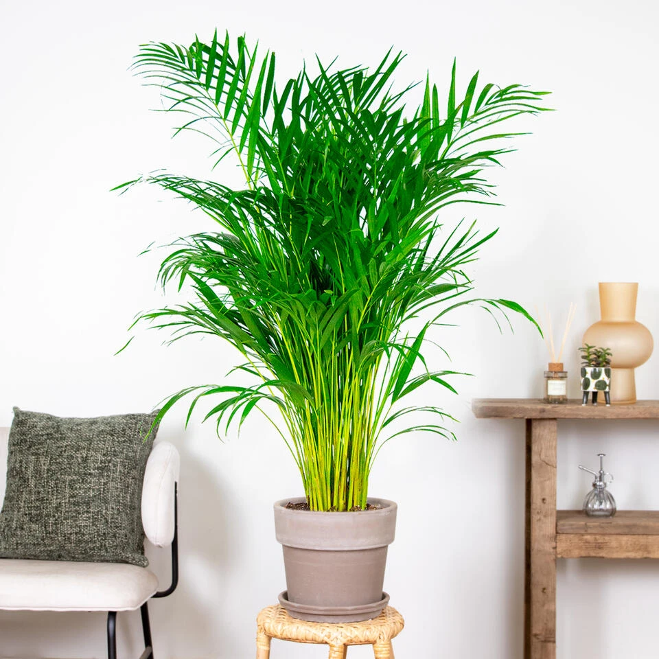 Dypsis Lutescens - Goudpalm - β21 Cm - β100-110 Cm - Afbeelding 4