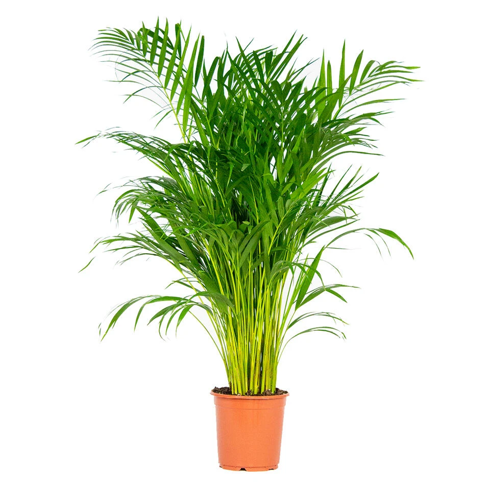 Dypsis Lutescens - Goudpalm - β21 Cm - β100-110 Cm