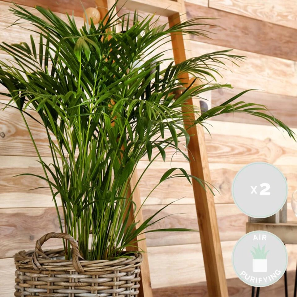 2x Binnenpalmen Mix β Dypsis-Chamaedorea β β12 Cm - β20-45 Cm - Afbeelding 2