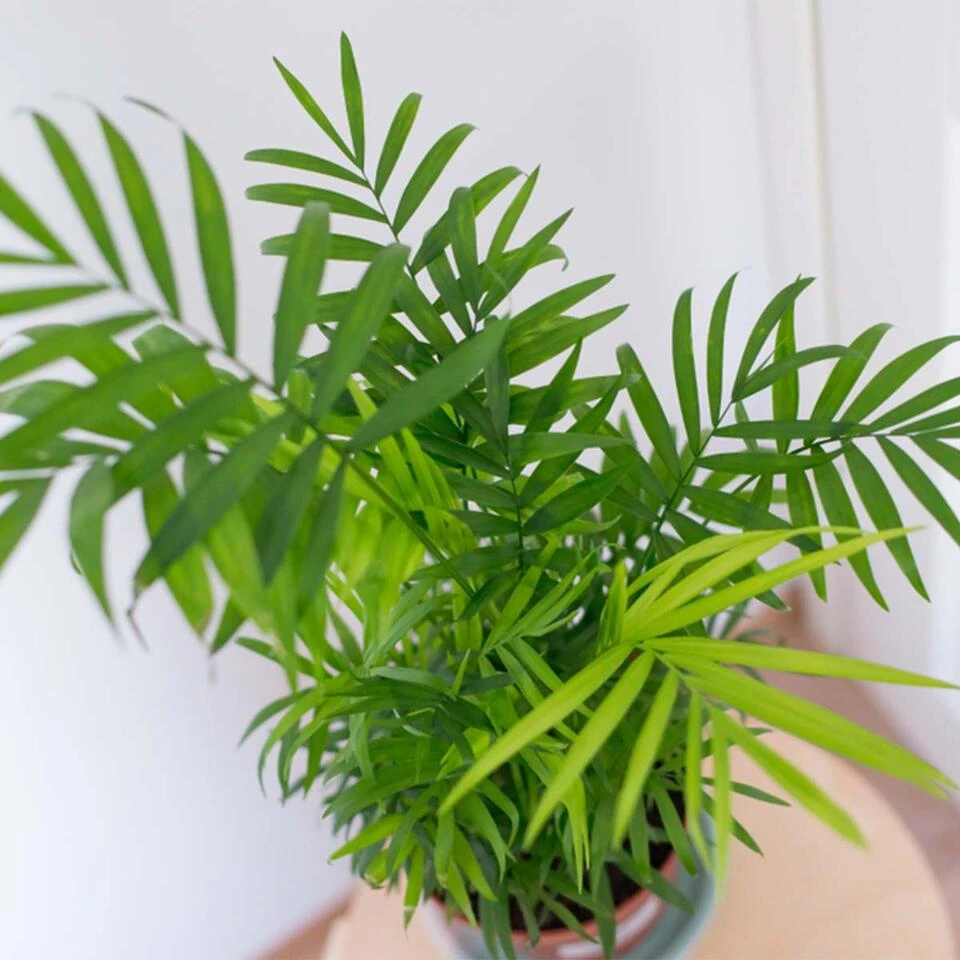 2x Binnenpalmen Mix β Dypsis-Chamaedorea β β12 Cm - β20-45 Cm - Afbeelding 4