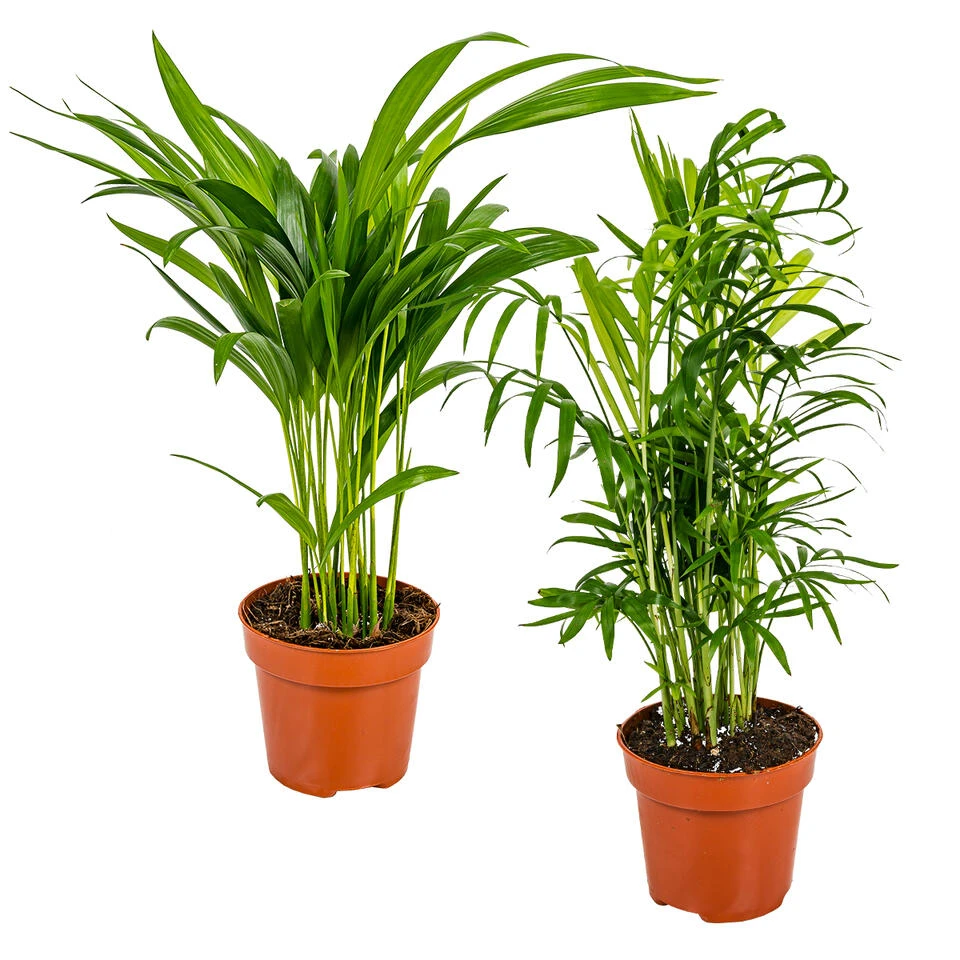 2x Binnenpalmen Mix β Dypsis-Chamaedorea β β12 Cm - β20-45 Cm