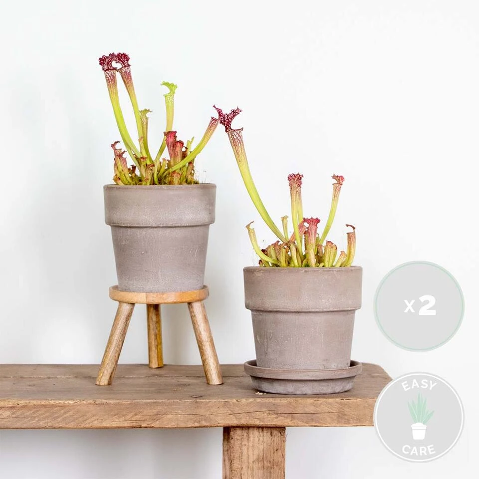 2x Sarracenia Soper – Trompetbekerplant – ⌀12 Cm – ↕10-20 Cm - Afbeelding 2