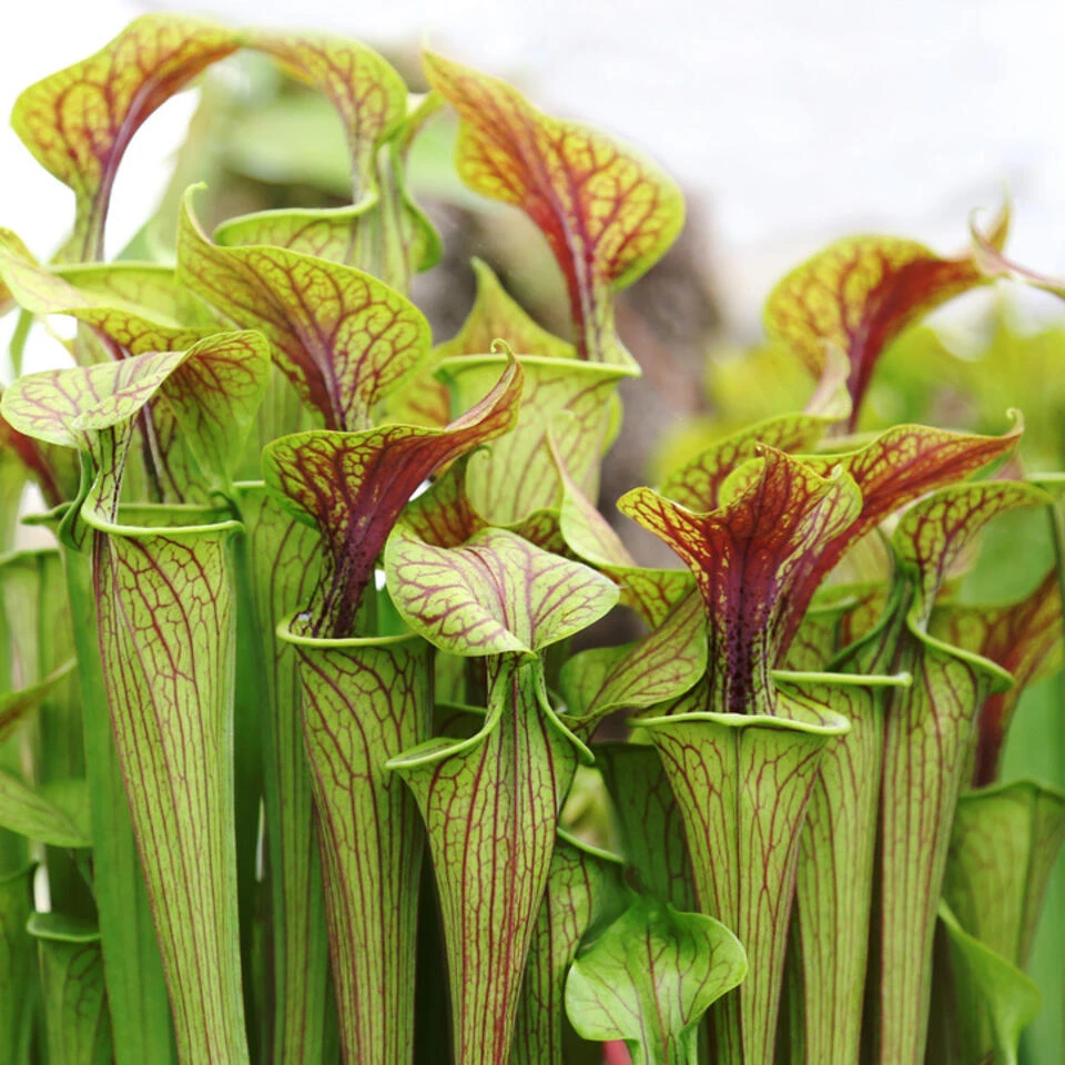 2x Sarracenia Soper – Trompetbekerplant – ⌀12 Cm – ↕10-20 Cm - Afbeelding 3