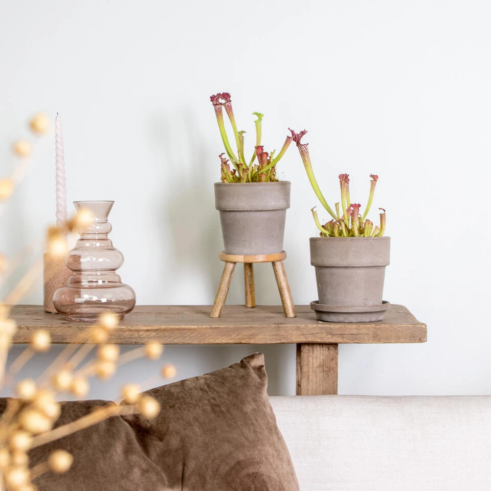 2x Sarracenia Soper – Trompetbekerplant – ⌀12 Cm – ↕10-20 Cm - Afbeelding 4