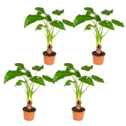 Olifantsoor - Alocasia 'Cucullata' Op Stam 4x - Pot 12 - ↕50 Cm