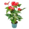 Anthurium 'Aristo' Rood– Flamingoplant - ⌀12 Cm - ↕30-40 Cm