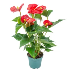 Anthurium 'Aristo' Rood– Flamingoplant - ⌀12 Cm - ↕30-40 Cm