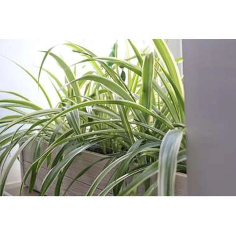 Graslelie - Chlorophytum 'Hawaiian' - Pot 12 Cm - ↕25 Cm - Afbeelding 2
