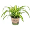 Graslelie - Chlorophytum 'Hawaiian' - Pot 12 Cm - ↕25 Cm
