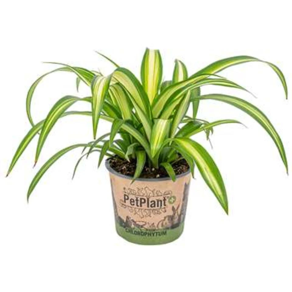 Graslelie - Chlorophytum 'Hawaiian' - Pot 12 Cm - ↕25 Cm