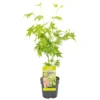 Acer Palmatum 'Going Green' – Japanse Esdoorn – ⌀10,5 Cm - ↕25-30 Cm
