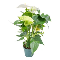 Anthurium 'Aristo' Wit – Flamingoplant - ⌀12 Cm - ↕30-40 Cm