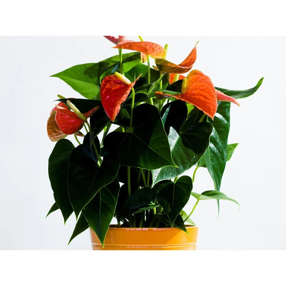 Anthurium 'Aristo' Oranje – Flamingoplant - ⌀12 Cm - ↕30-40 Cm - Afbeelding 2