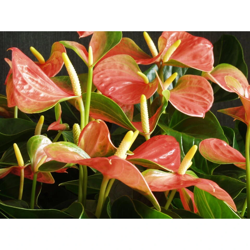 Anthurium 'Aristo' Oranje – Flamingoplant - ⌀12 Cm - ↕30-40 Cm - Afbeelding 3