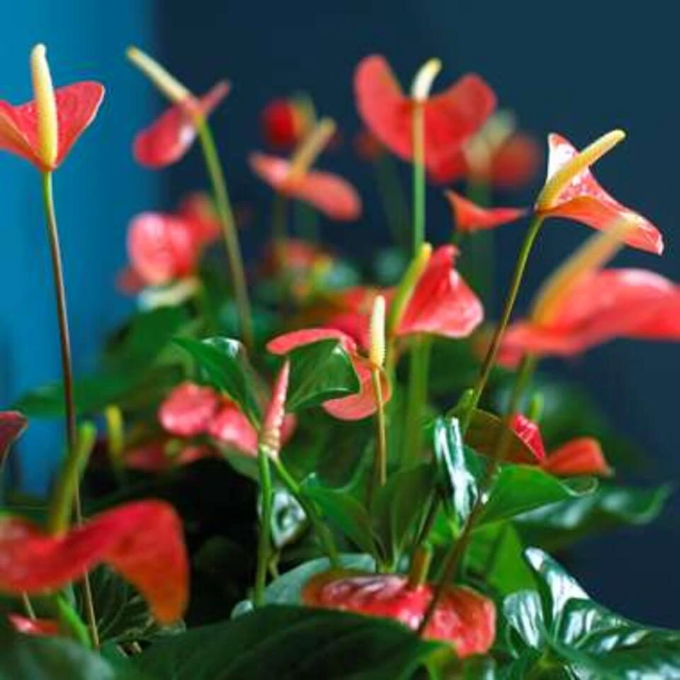 Anthurium 'Aristo' Oranje – Flamingoplant - ⌀12 Cm - ↕30-40 Cm - Afbeelding 4