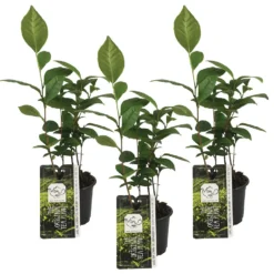 3x Theeplant - Camellia 'Sinensis' - Buitenplant ⌀10,5 Cm - ↕20 Cm