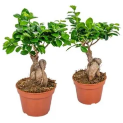2x Ficus Microcarpa 'Ginseng' – Bonsai – ⌀15 Cm - ↕25-35 Cm
