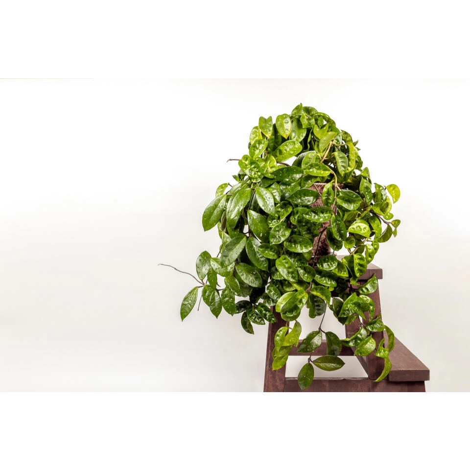 Hoya 'Krinkle' - Kamerplant In Kwekerspot β10 Cm - β15 Cm - Afbeelding 2