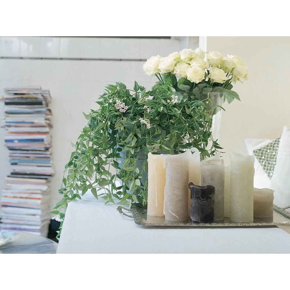 Hoya 'Krinkle' - Kamerplant In Kwekerspot β10 Cm - β15 Cm - Afbeelding 3