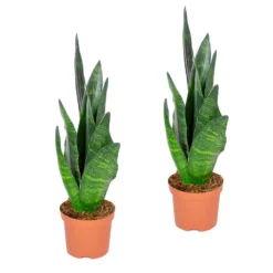 Sansevieria 'Black Coral' 2x - Pot 9 Cm - ↕35 Cm