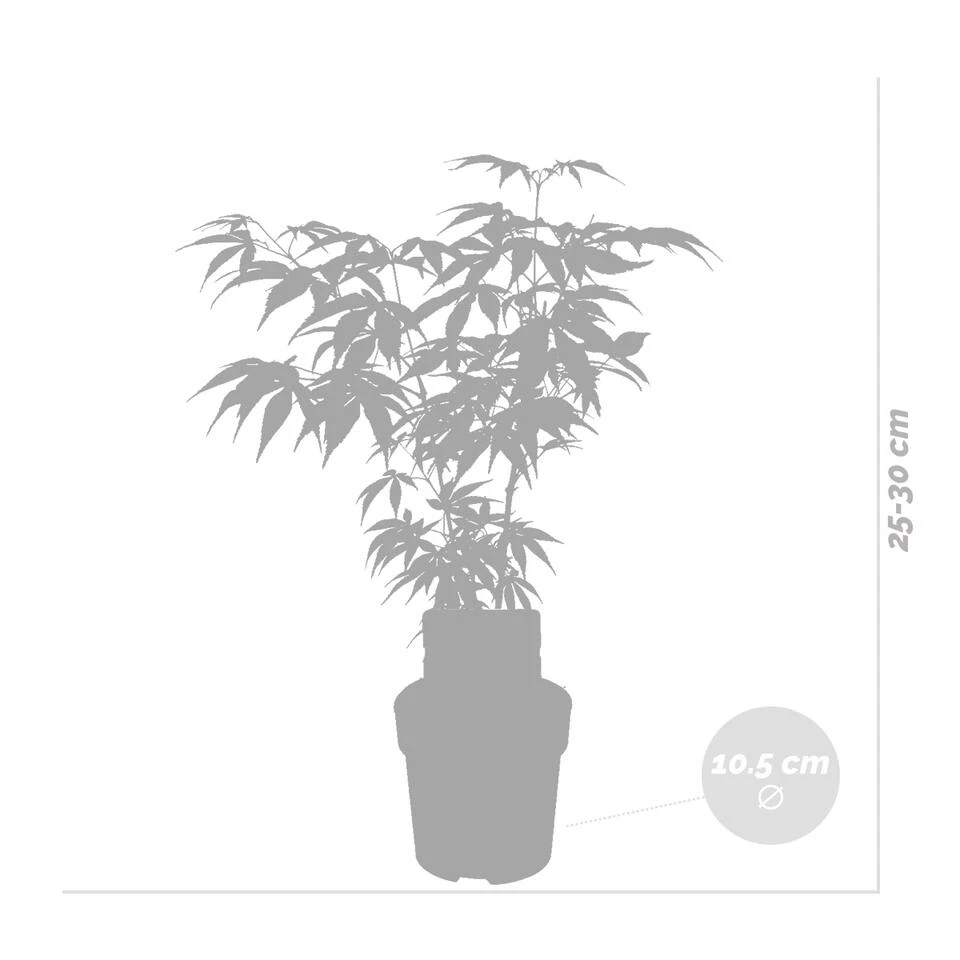 4x Acer Palmatum 'Going Green' β Japanse Esdoorn ββ10,5 Cm - β25-30 Cm - Afbeelding 2