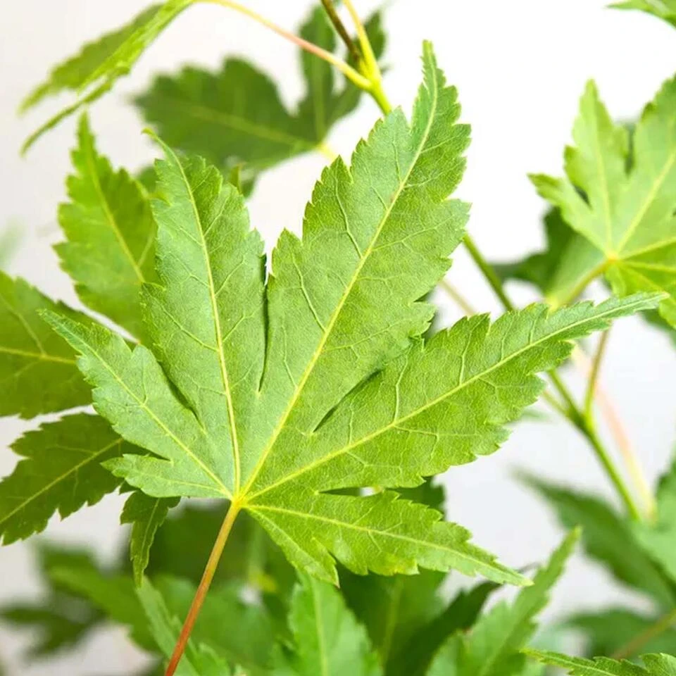 4x Acer Palmatum 'Going Green' β Japanse Esdoorn ββ10,5 Cm - β25-30 Cm - Afbeelding 3