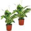 2x Spathiphyllum 'Bingo Cupido' - Lepelplant - ⌀17 Cm - ↕65-75 Cm