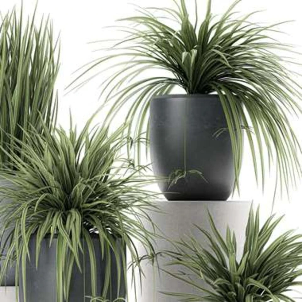 Graslelie - Chlorophytum 'Hawaiian' 6x - Pot 12 Cm - β25 Cm - Afbeelding 4