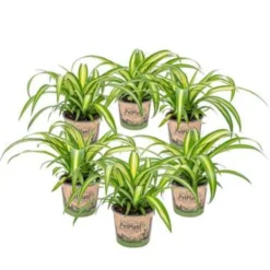 Graslelie - Chlorophytum 'Hawaiian' 6x - Pot 12 Cm - ↕25 Cm